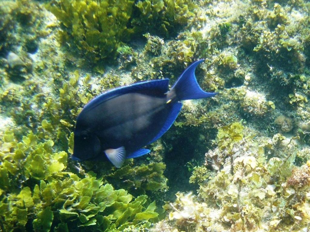 Savannah Sound Beside The Pointe Cottage المظهر الخارجي الصورة